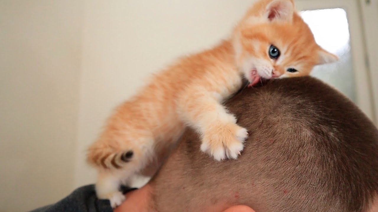#JamesDonaldson On #MentalHealth – This Tiny Kitten Cured #Depression ?? Soo Cute | WHO IS NEXT? ?