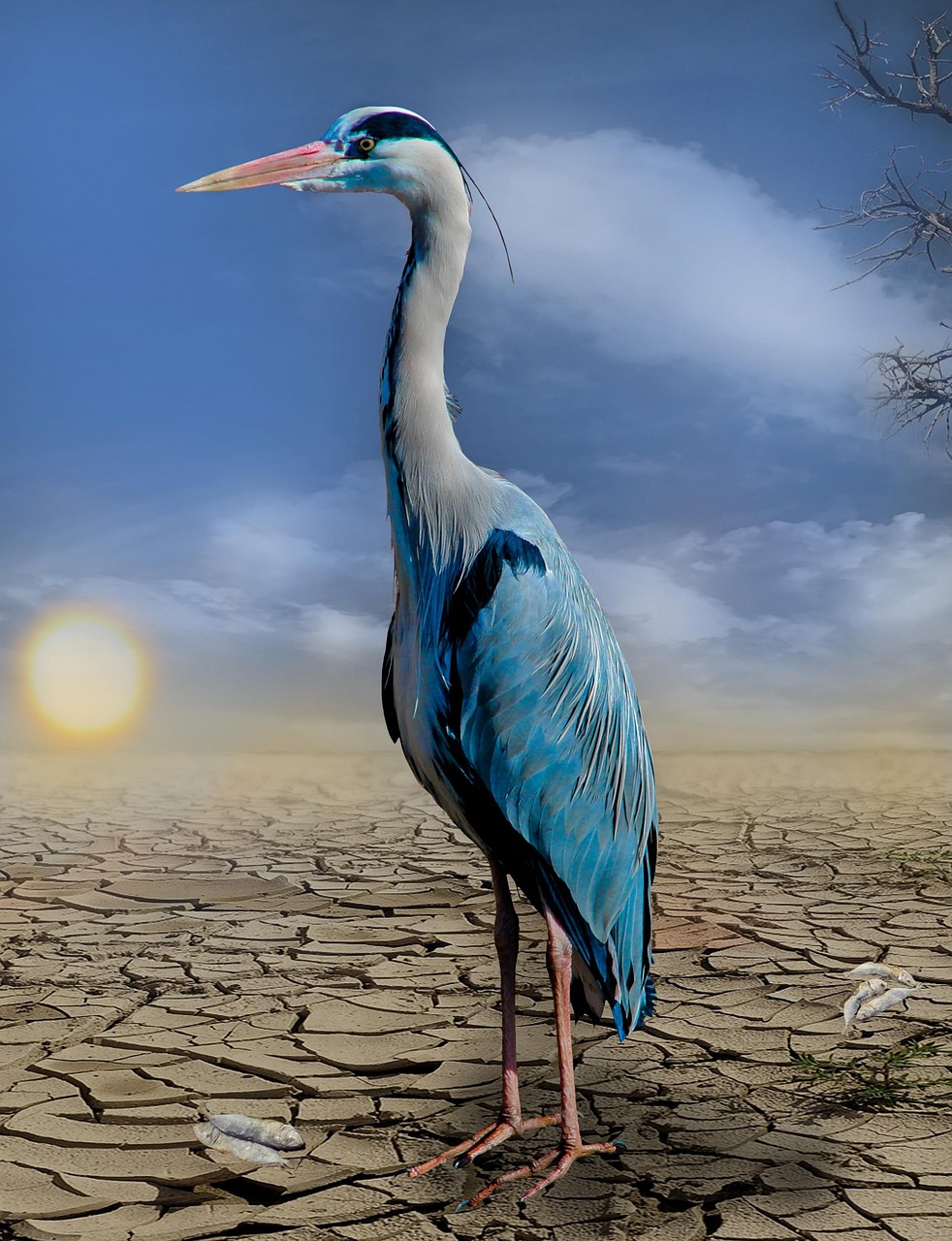 heron, fishes, dryness, nature, drought, hunger, dried out, heat, cracked, desert, climate change, climate protection, heatwave, composing, fantasy